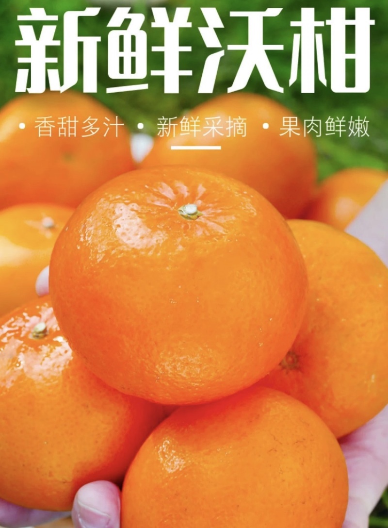 沃柑一件代发整车批发市场营销各大平台都有对接现采现发