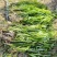 矮生苦草#有货