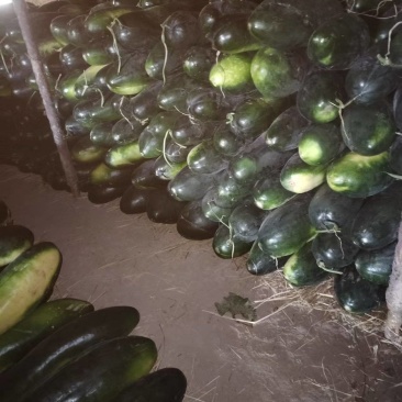 售卖新疆黑皮冬瓜联系电话***********