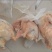 种鸡白条带油肺去头爪25kg6/7/8/9/10/