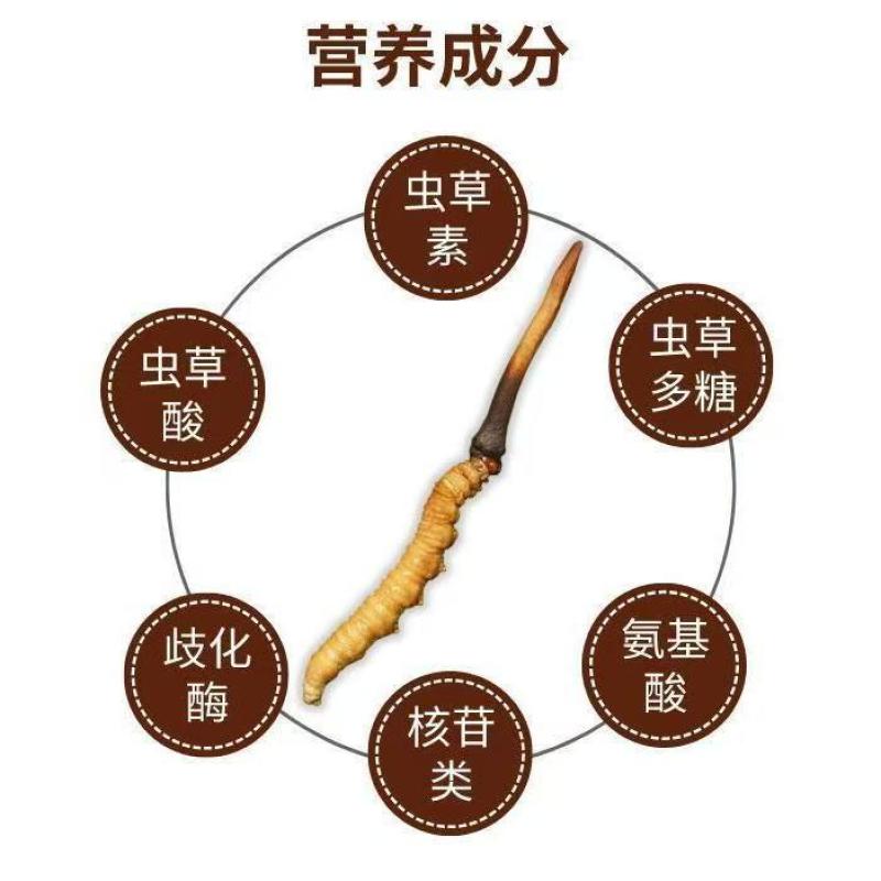 西藏那曲精品优质管装冬虫夏草礼品装礼盒装，新上市送礼佳品