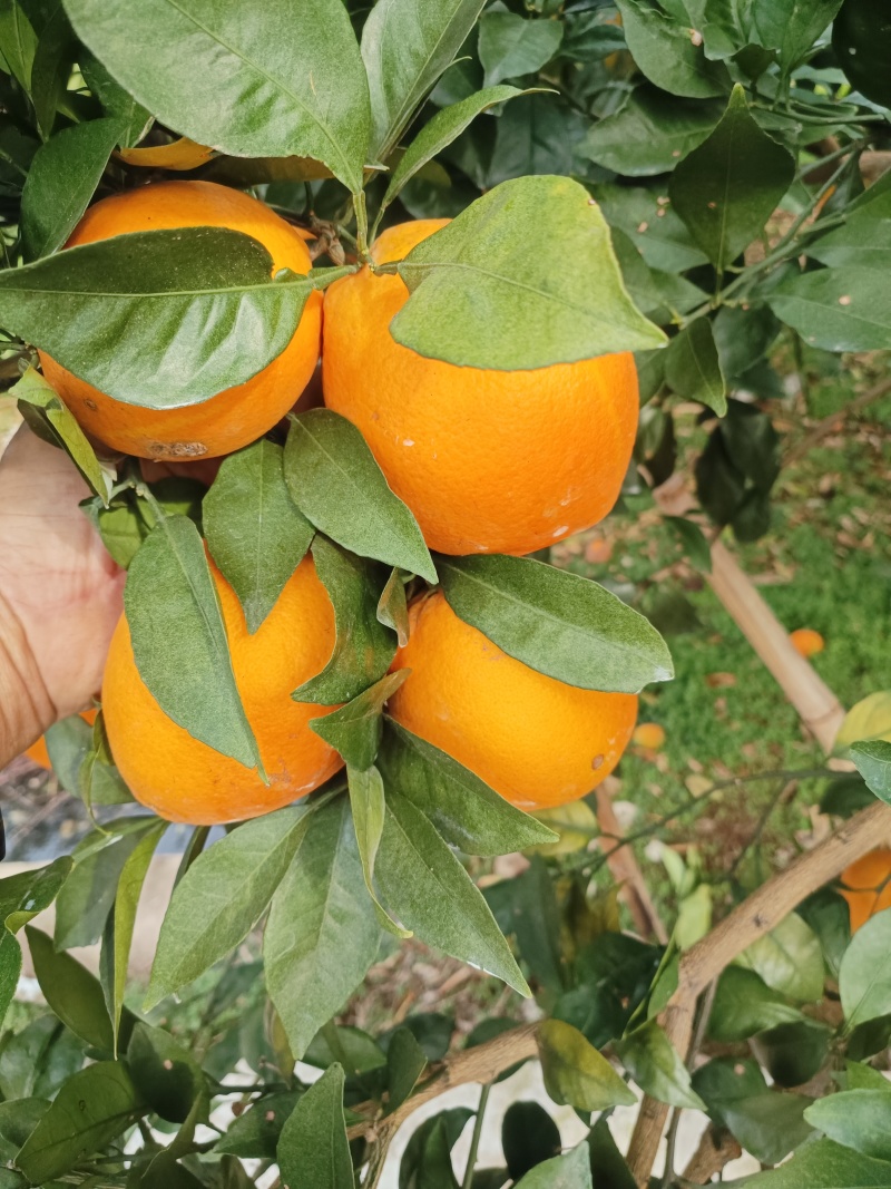 《湖南脐橙》永州纽荷尔脐橙/电商团购/一件代发便宜
