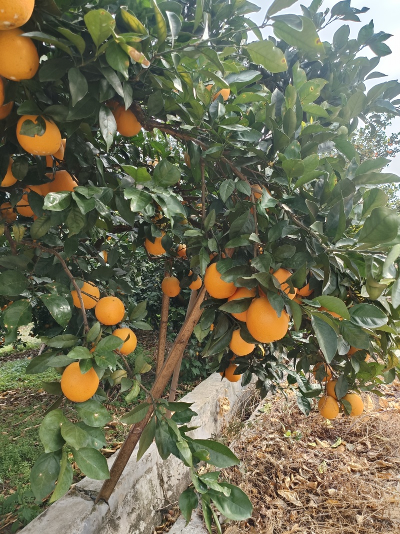 《湖南脐橙》永州纽荷尔脐橙/电商团购/一件代发便宜