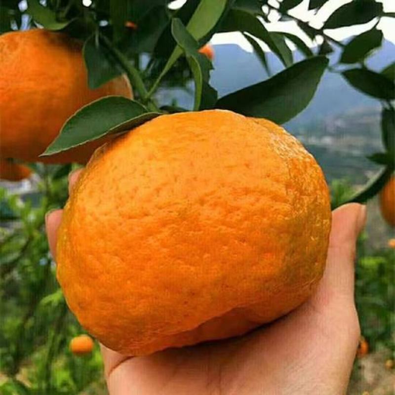 《精选》芦柑，椪柑，大量供应商超，电商，市场，出口边贸