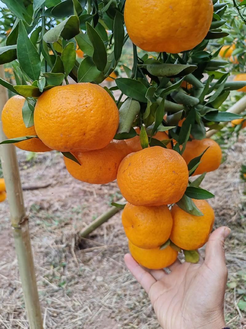 《精选》芦柑，椪柑，大量供应商超，电商，市场，出口边贸