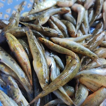肉鱼非常大条，非常漂亮，大量有货