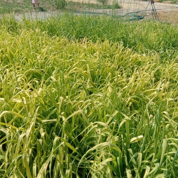 正宗黄花菜根苗