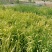 正宗黄花菜根苗