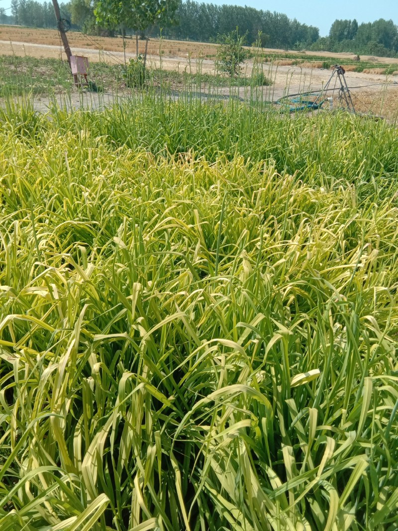 正宗黄花菜根苗