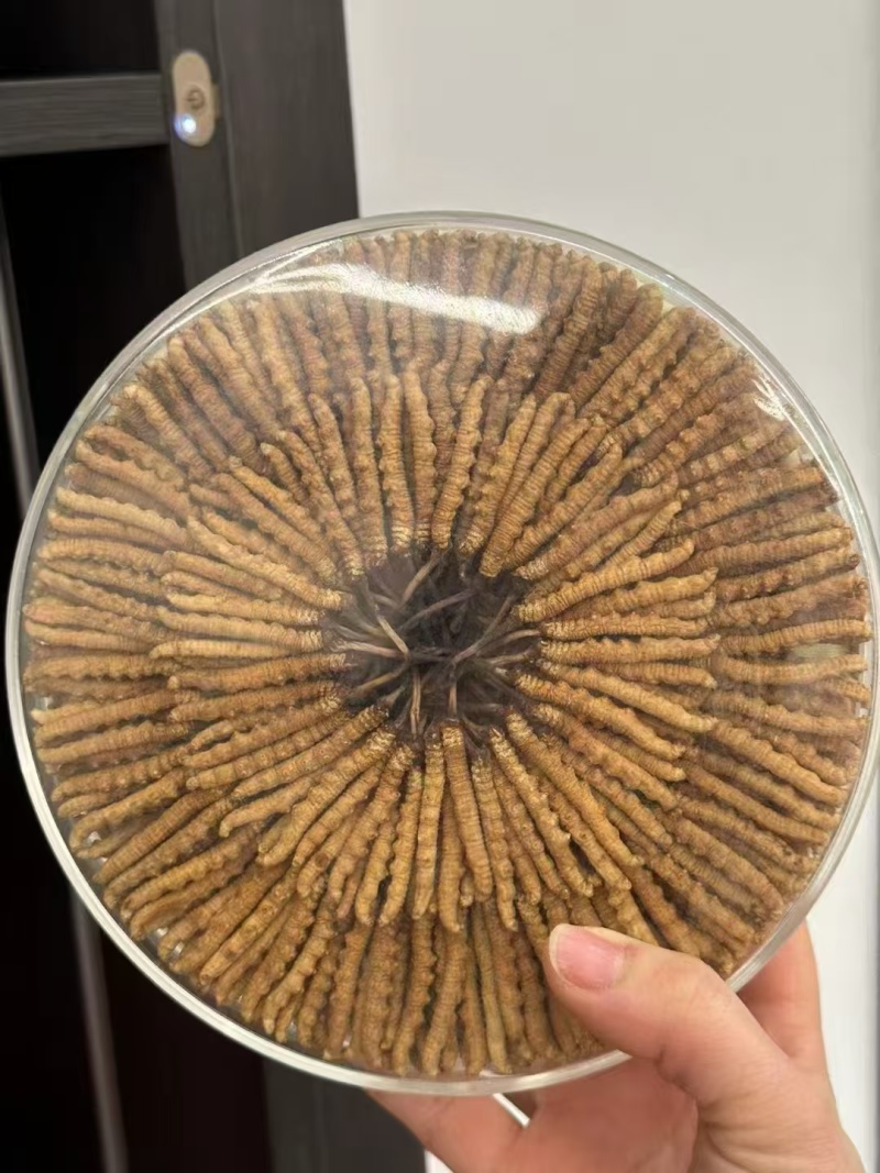 西藏那曲精品优质管装冬虫夏草礼品装礼盒装，新上市送礼佳品
