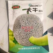 粗网纹瓜种子大牛网纹瓜种子耐病性强网纹粗壮口感好