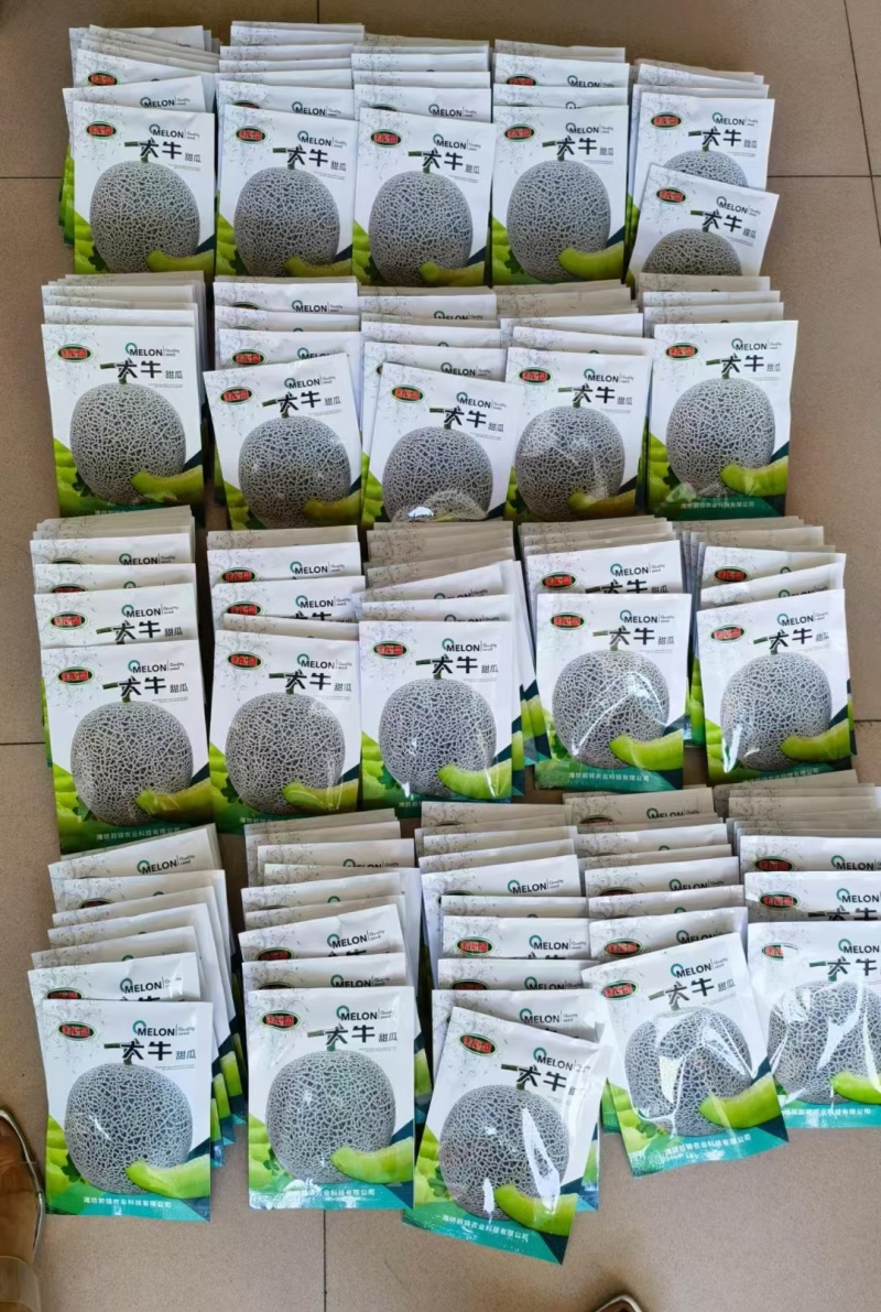 粗网纹瓜种子大牛网纹瓜种子耐病性强网纹粗壮口感好