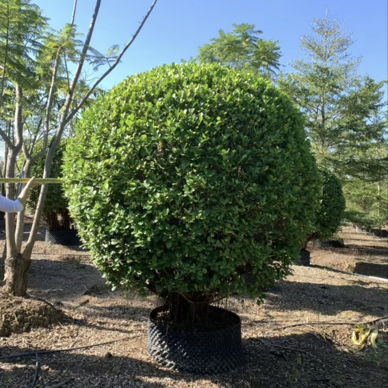 2412基地供应精品造型火山榕球形1-2.5米高圆