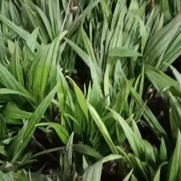 毛慈菇种苗现货现发