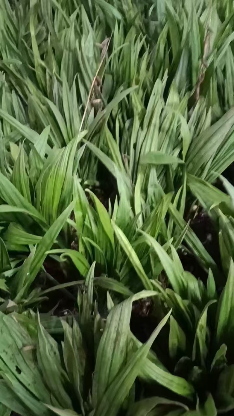 毛慈菇种苗现货现发