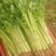 精品小西芹