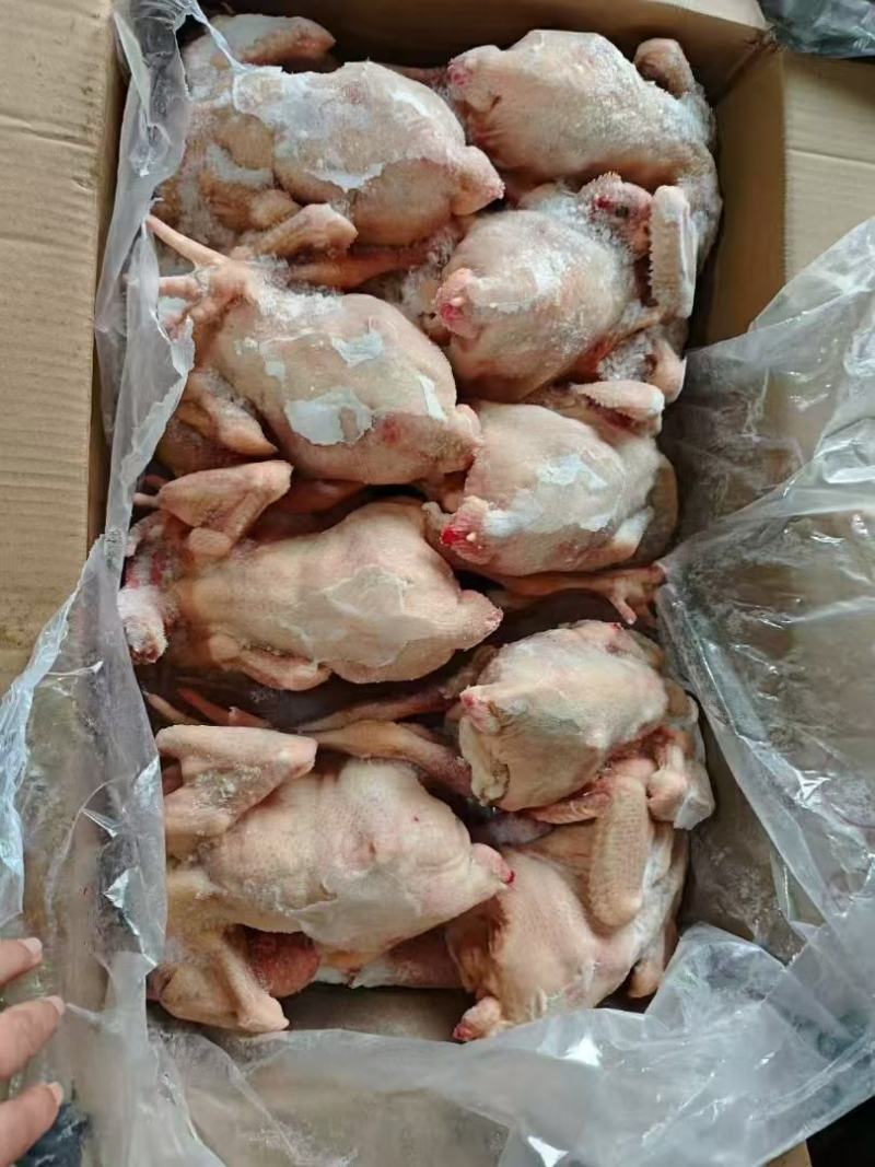 二级三黄鸡，5只到17只规格齐全价格**厂家直发视频验货