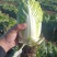 现有大量大娃娃菜出售，价格便宜，质量好，无干叶，无烧心