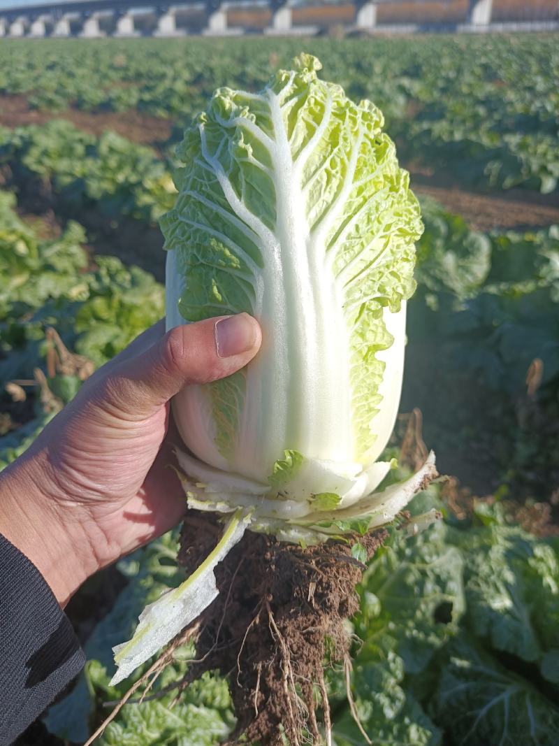 现有大量大娃娃菜出售，价格便宜，质量好，无干叶，无烧心
