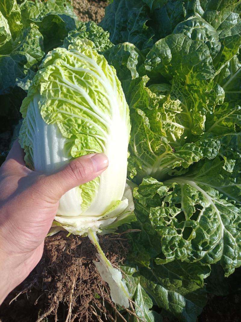 现有大量大娃娃菜出售，价格便宜，质量好，无干叶，无烧心