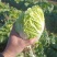 现有大量大娃娃菜出售，价格便宜，质量好，无干叶，无烧心