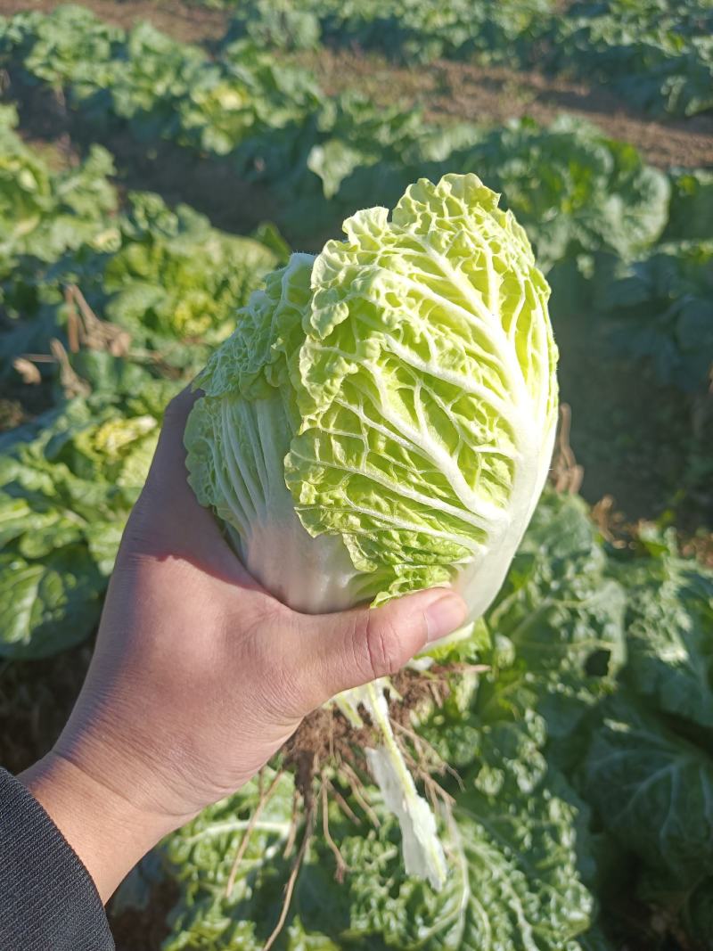 现有大量大娃娃菜出售，价格便宜，质量好，无干叶，无烧心