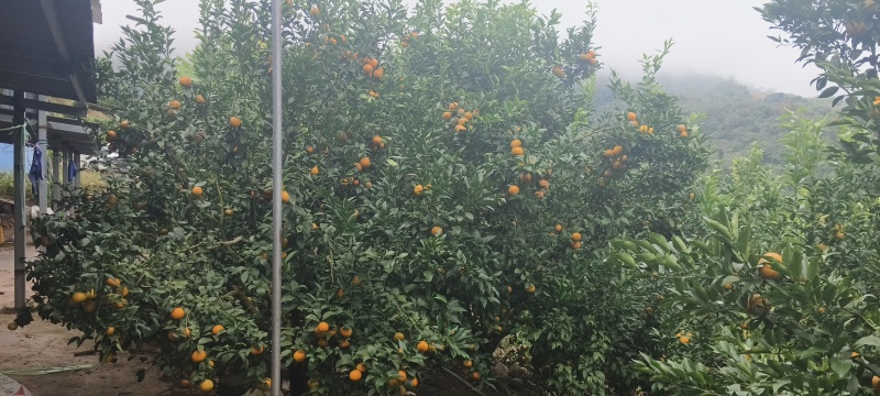 云南沃柑