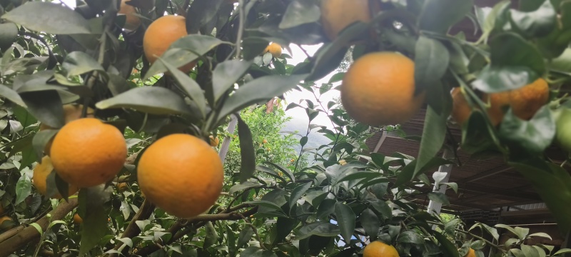 云南沃柑