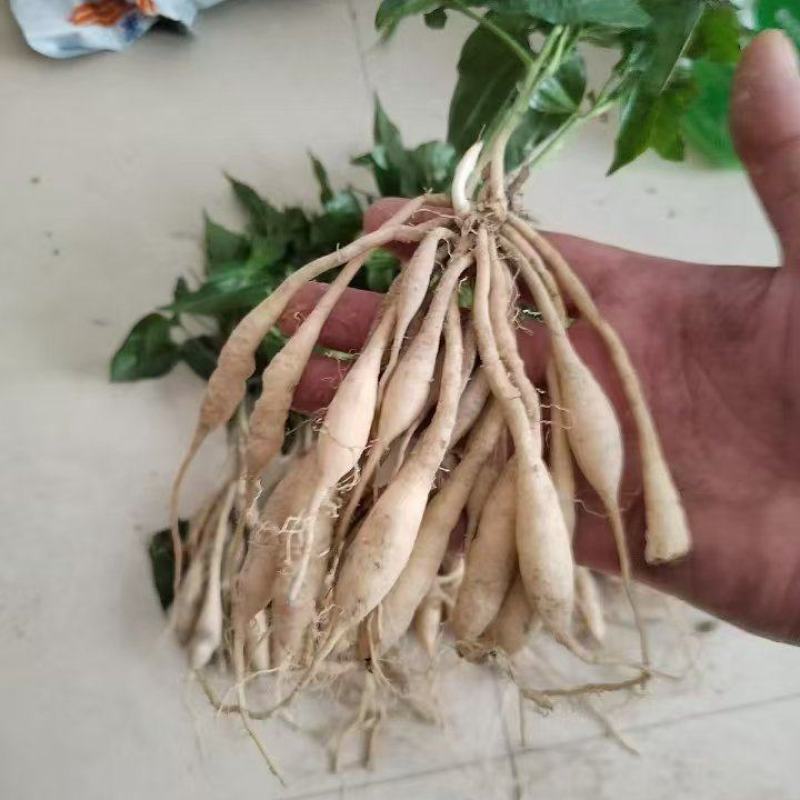 红花百部苗/红花百部/百部苗/广西百部种苗/广西基地直发