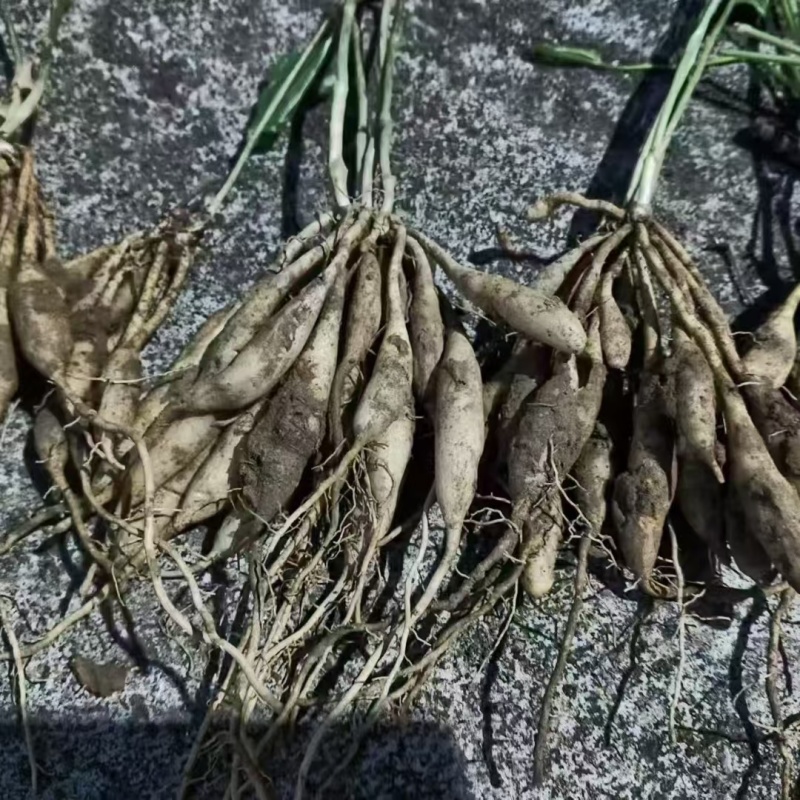 红花百部苗/红花百部/百部苗/广西百部种苗/广西基地直发