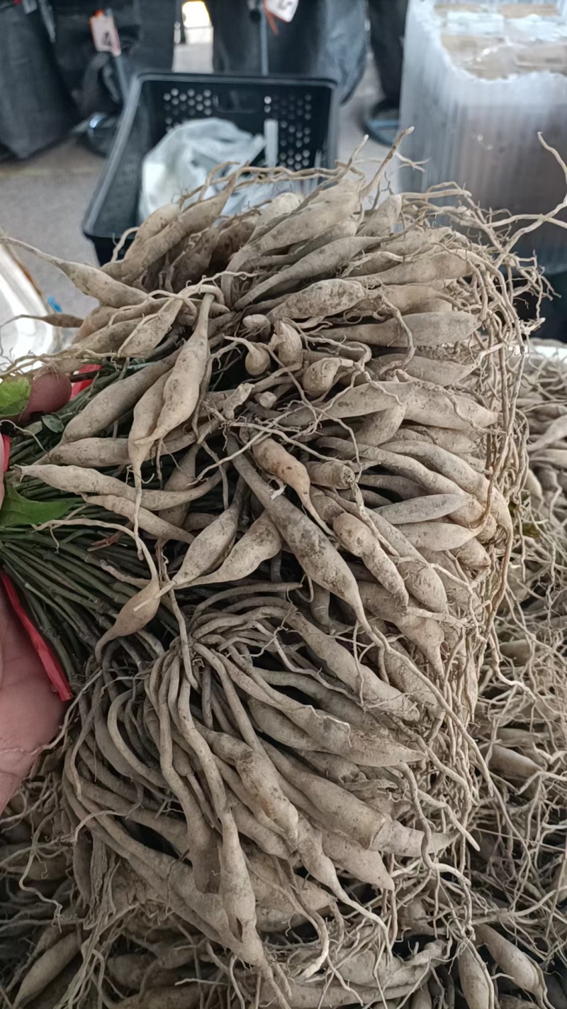 红花百部苗/红花百部/百部苗/广西百部种苗/广西基地直发