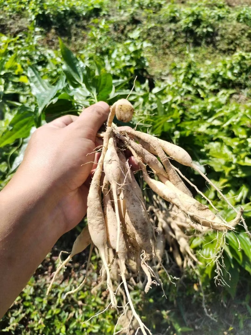 红花百部苗/红花百部/百部苗/广西百部种苗/广西基地直发