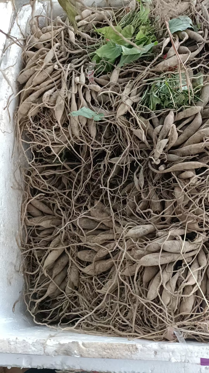红花百部苗/红花百部/百部苗/广西百部种苗/广西基地直发