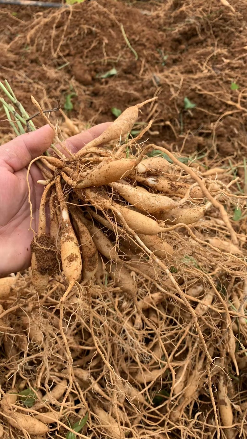 红花百部苗/红花百部/百部苗/广西百部种苗/广西基地直发