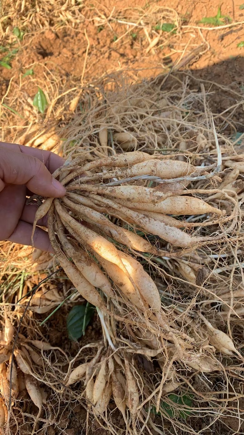 红花百部苗/红花百部/百部苗/广西百部种苗/广西基地直发