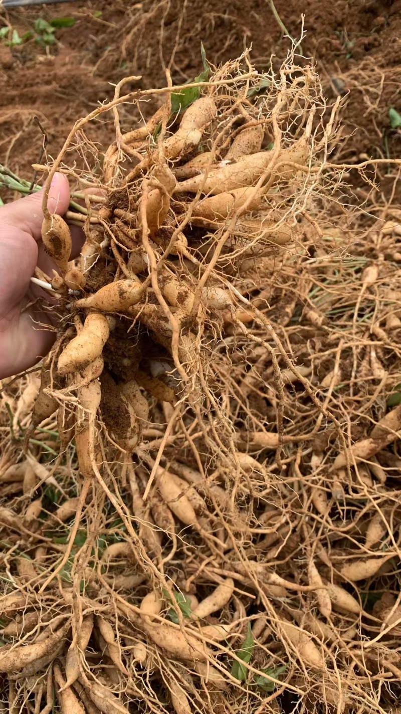 红花百部苗/红花百部/百部苗/广西百部种苗/广西基地直发