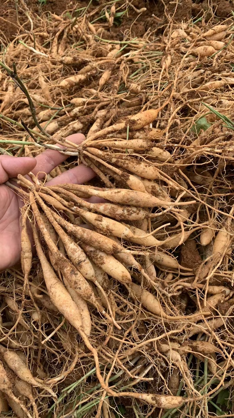 红花百部苗/红花百部/百部苗/广西百部种苗/广西基地直发