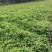 红花百部苗/红花百部/百部苗/广西百部种苗/广西基地直发