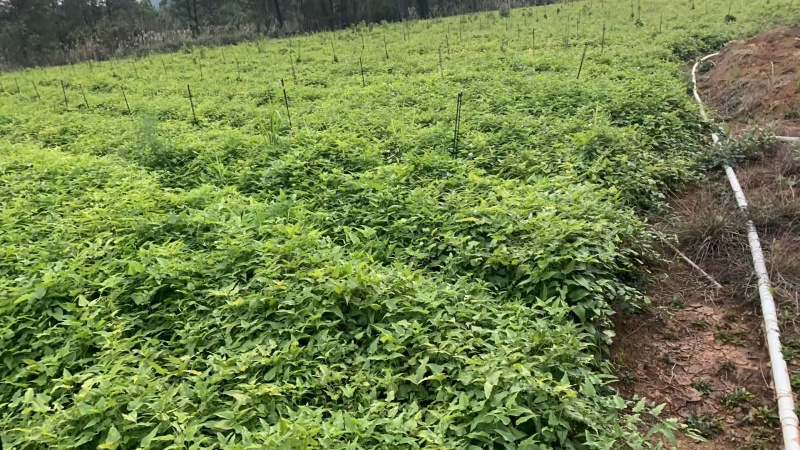 红花百部苗/红花百部/百部苗/广西百部种苗/广西基地直发