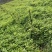 红花百部苗/红花百部/百部苗/广西百部种苗/广西基地直发