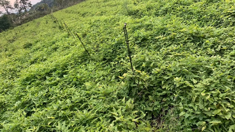 红花百部苗/红花百部/百部苗/广西百部种苗/广西基地直发