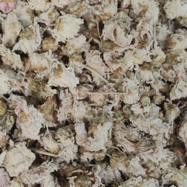 菊花河北菊花批发各种中药材一手货源产地直销