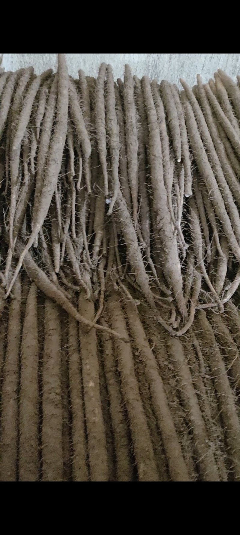 大量麻山药紫药11111
