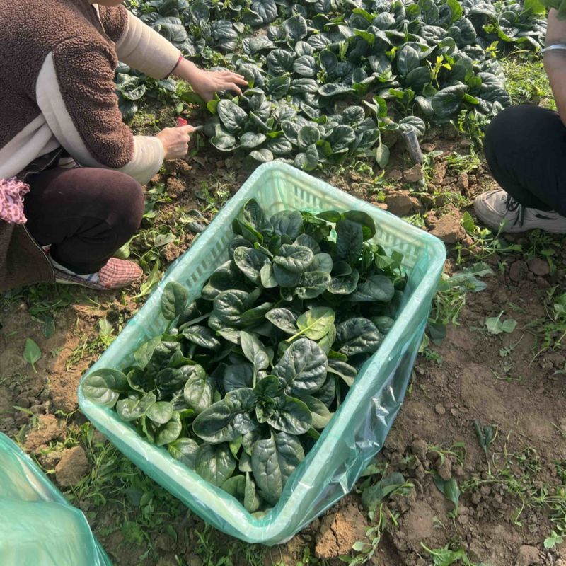 爬地圆叶菠菜大量上市，量大从优欢迎咨询