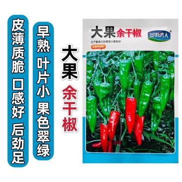 薄皮香辣大果余干椒种子早熟肉厚皮薄味香辛辣适中口感好