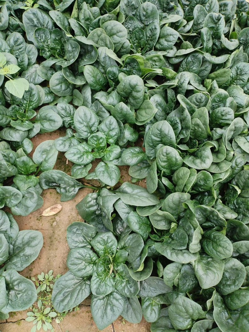 爬地圆叶菠菜大量上市，量大从优欢迎咨询