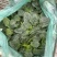 爬地圆叶菠菜大量上市，量大从优欢迎咨询