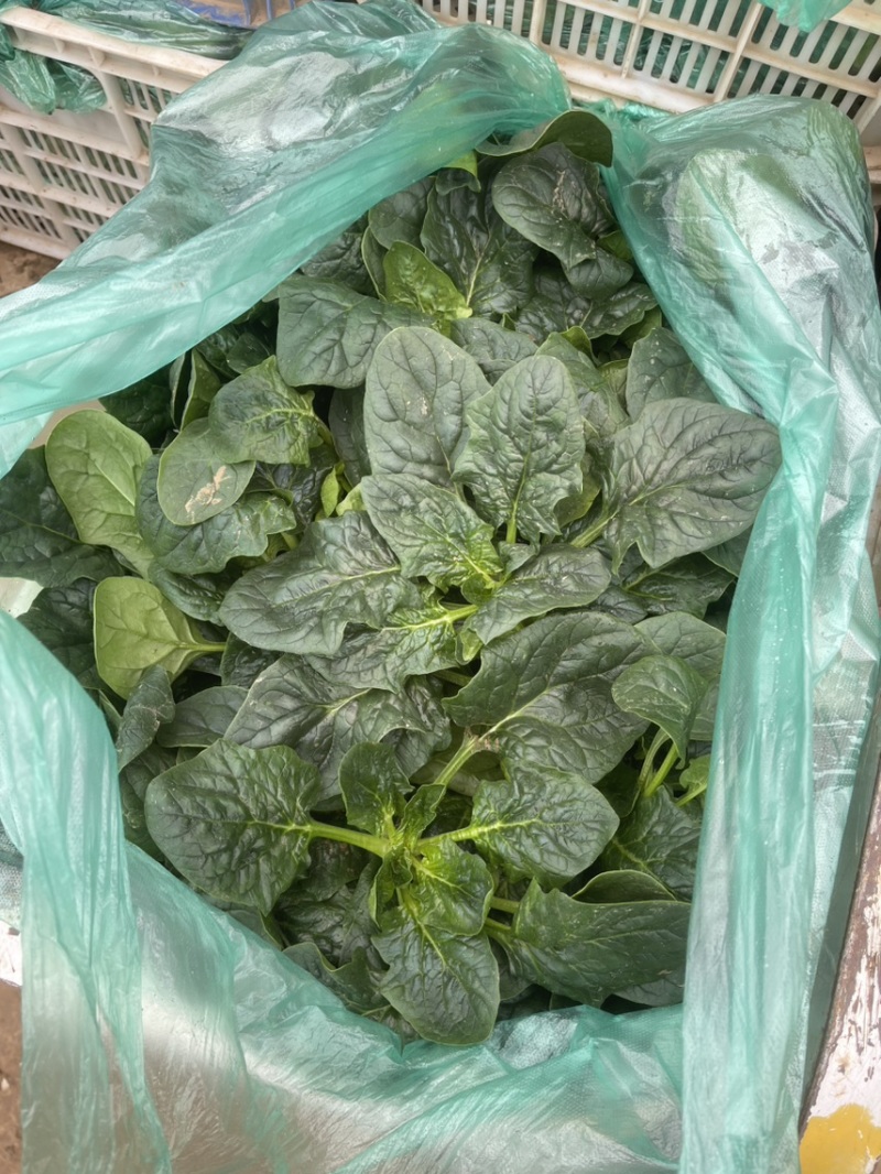 爬地圆叶菠菜大量上市，量大从优欢迎咨询