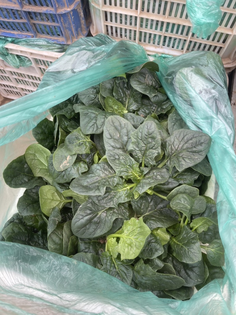 爬地圆叶菠菜大量上市，量大从优欢迎咨询