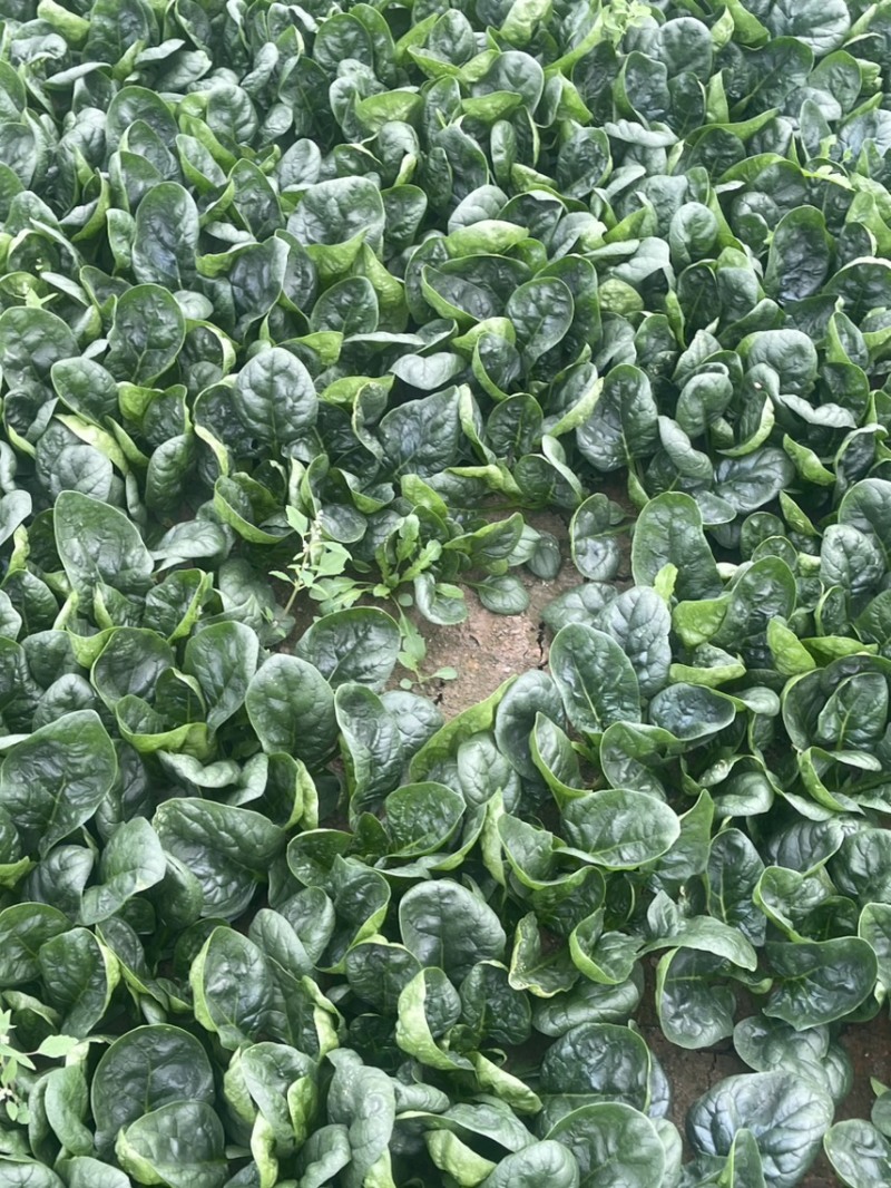 爬地圆叶菠菜大量上市，量大从优欢迎咨询